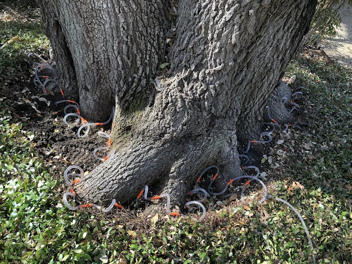 Detailed Tree Cabling and Bracing job site in Deer Park