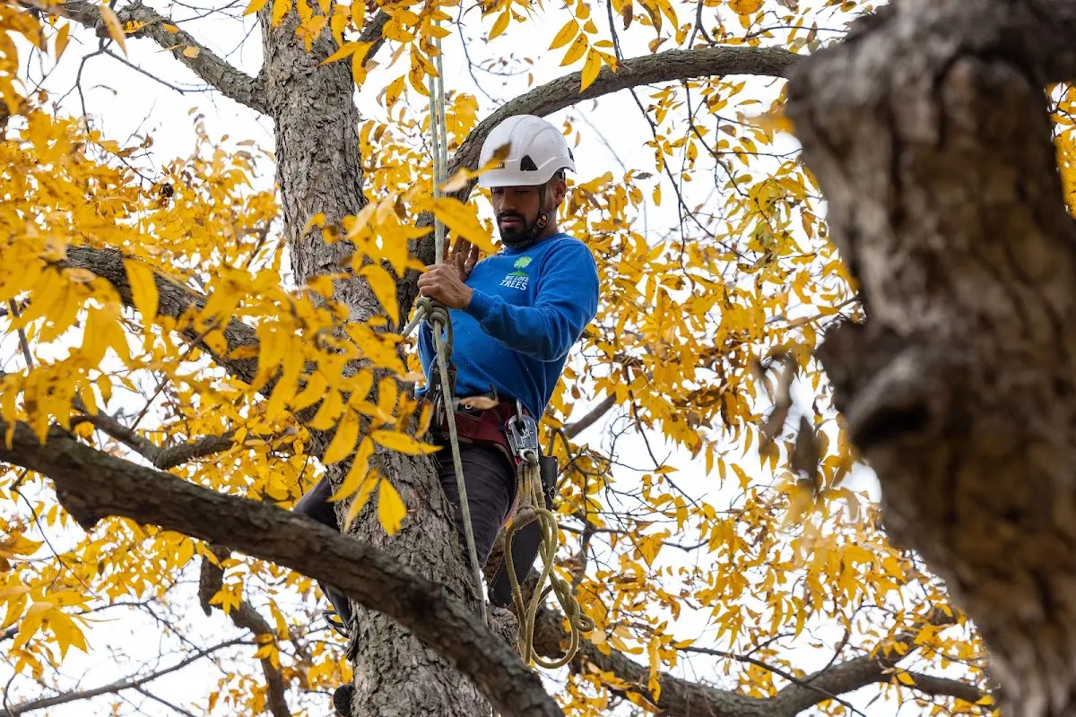 Skilled Storm Damage Cleanup crew working in Deer Park